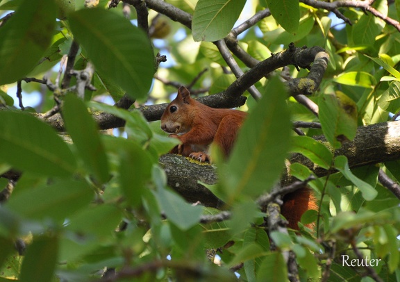 Eichhörnchen (Sciurus vulgaris)